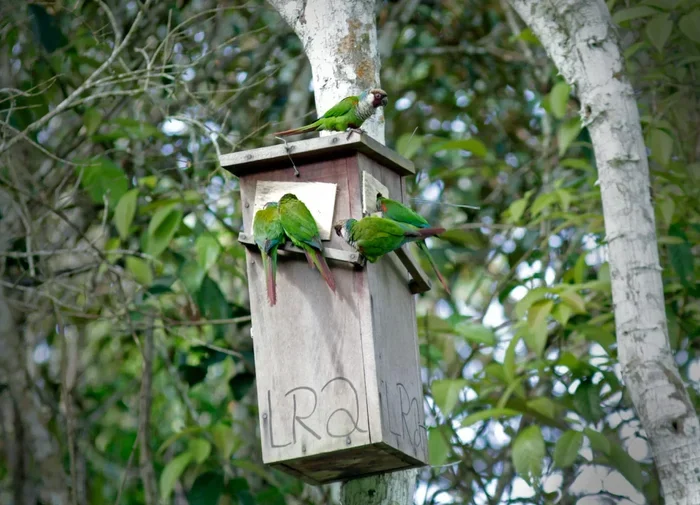 How to Breed Parakeet Birds