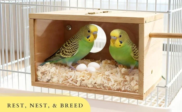 How to Breed Parakeets for Beginners