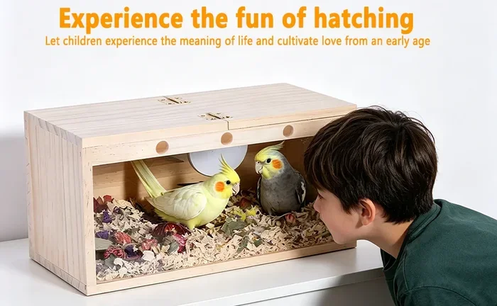 How to Breed Parakeets for Beginners