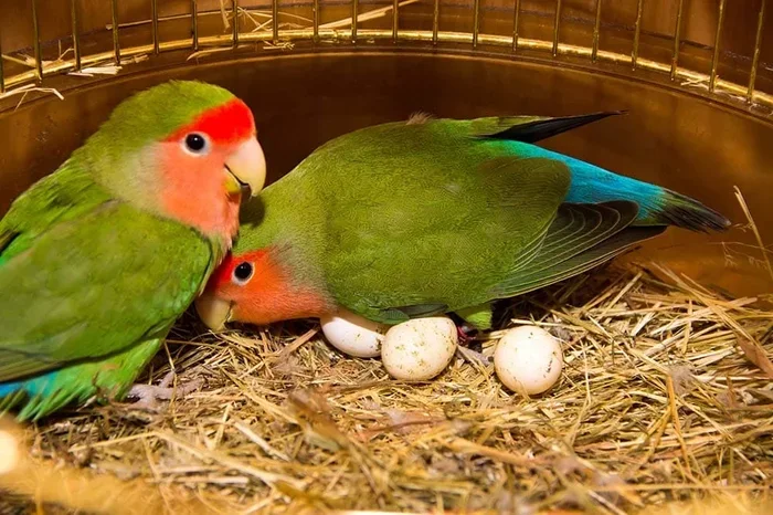 Parrot Breeding