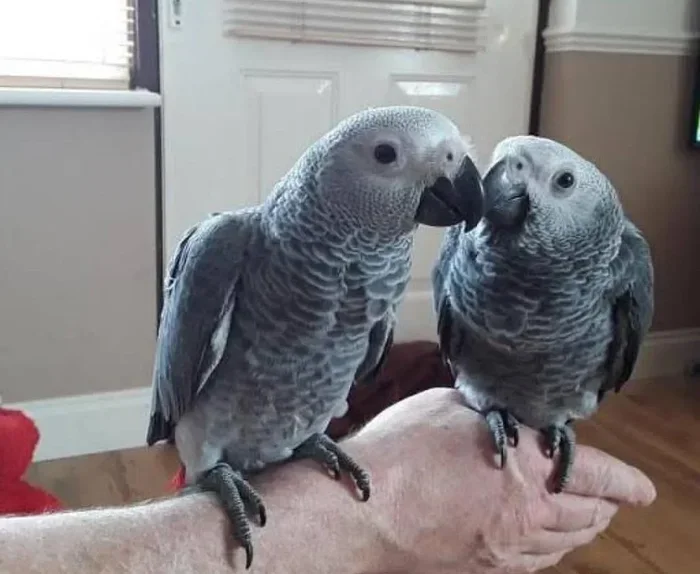 How Parrots Breed