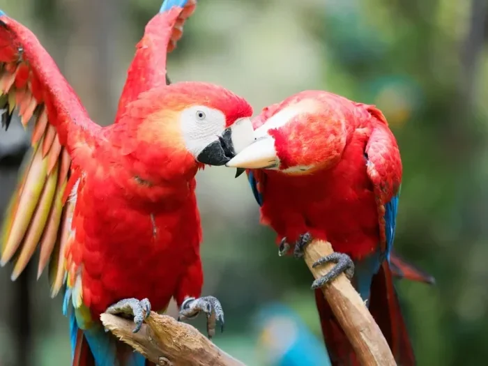 How Parrots Breed