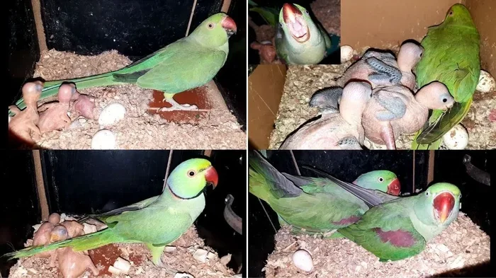 Easiest Parrots to Breed