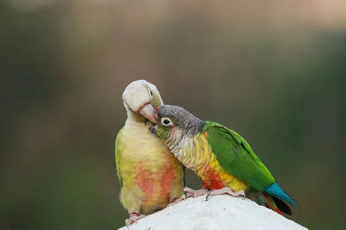 Easiest Parrots to Breed