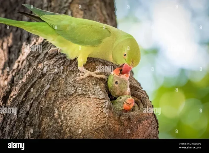 How Parrots Reproduce
