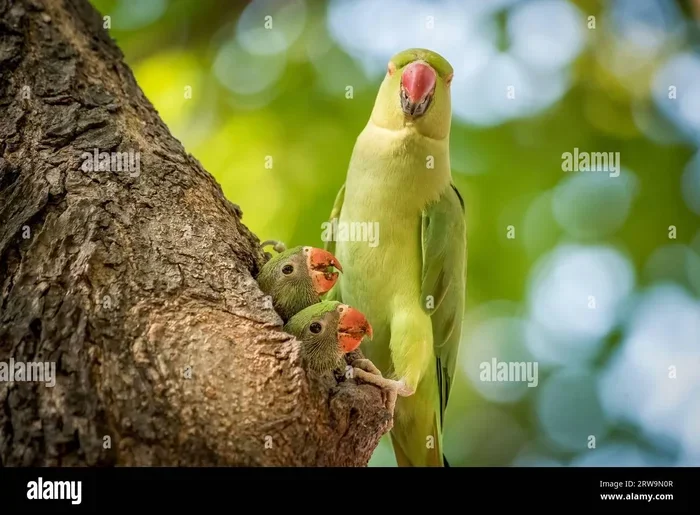 How Parrots Reproduce