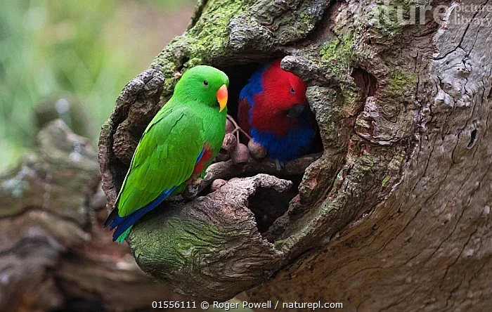 How Often Do Parrots Breed