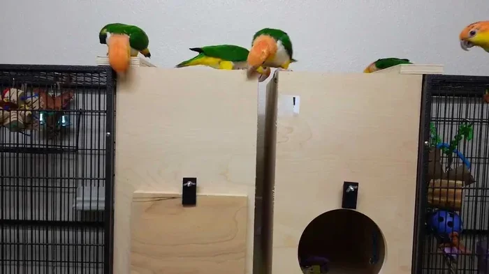 Breeding Parrots for Beginners