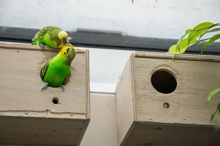 Breeding Parrots for Beginners