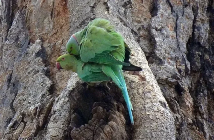 How Do Parrots Breed