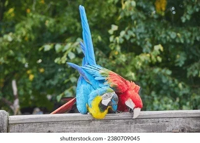 How Do Parrots Breed