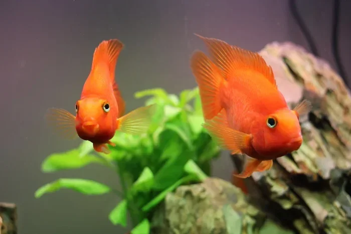 How to Breed Red Parrot Fish