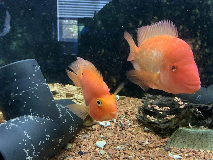 How to Breed Red Parrot Fish