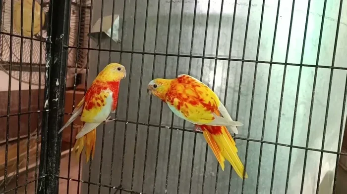 Breeding Turk Parrots