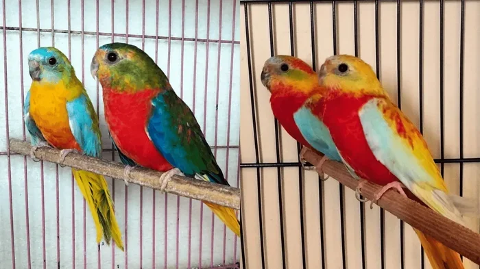 Breeding Turk Parrots